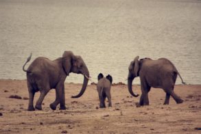 46440268_1881408295269891_2450589720690819072_o