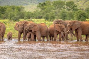 White Elephant Camp Elephants