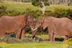 SWE-image-elephants