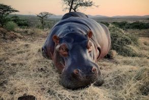 91604144_1546819535491363_2961240858076119040_o