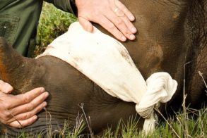 Wildlife Volunteering