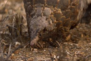 Tanda-Tula-pangolin-image