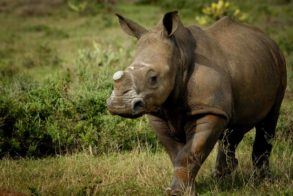 Thembi dehorned_Fotor