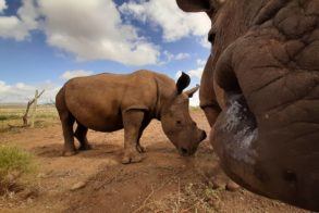 Zululand Rhino Orphanage