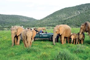 elephants_vehicle