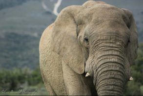 Amakhala Game Reserve (41)