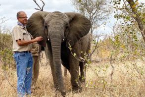 Dr Peter Rogers and Elephant 2