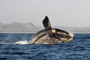 Southern_Right_Whale_Breaching_DyerIslandCruises