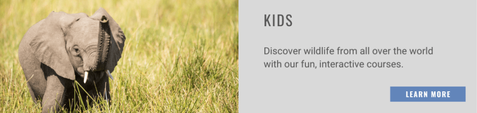 Kids Membership for Online Courses