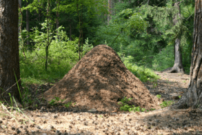Biomimicry Ant Hill