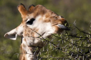 Biomimicry Giraffe Saliva