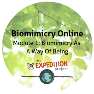 Biomimicry As a Way of Being (Biomimicry Online)