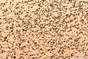 Working with Wildlife Camp Birds