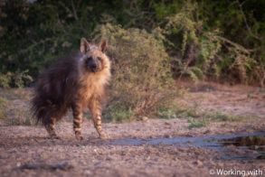 Working with Wildlife Camp Hyaena