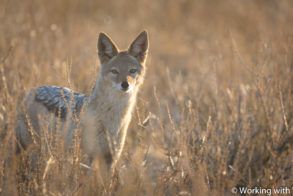 Working with Wildlife Camp Jackal