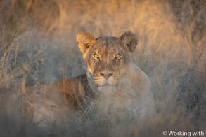 Working with Wildlife Camp Lioness