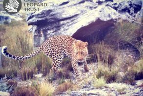 Cape Leopard Trust 2
