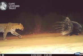 Cape Leopard Trust 4