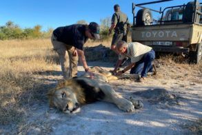 Lion - Dr Peter Rogers 3