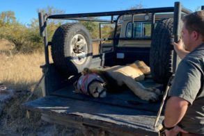 Lion - Dr Peter Rogers 4