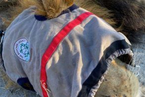 Lion - Dr Peter Rogers 5