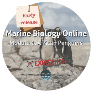 African Penguins (Marine Biology Online)