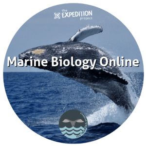 Marine Biology Online
