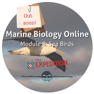 Sea Birds (Marine Biology Online)