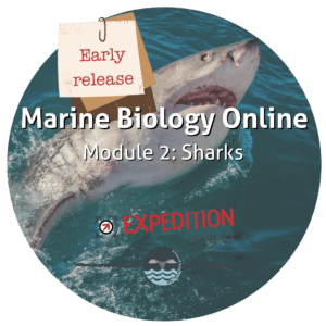 Sharks (Marine Biology Online)