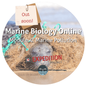 Marine Pollution (Marine Biology Online)