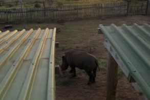 Leko20Zululand20Rhino20Orphanage.HEIC