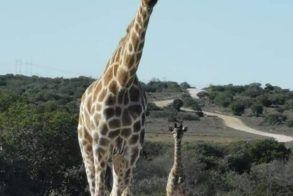 Addo Giraffes