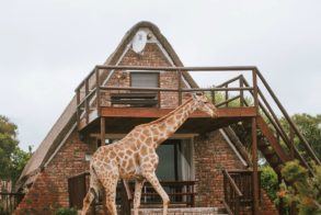 Charihandra Game Lodge Chalet Giraffes