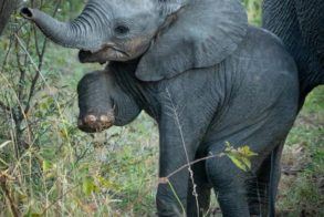 Thorny Bush Elephant 2