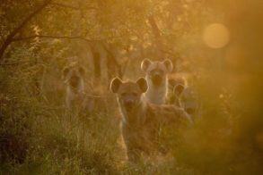 Thorny Bush Hyena