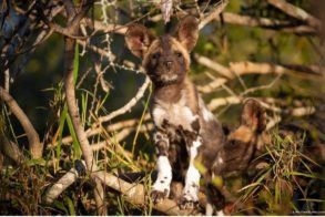 Thorny Bush Wild Dog