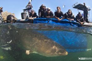 Two-Oceans-Kay-is-Released