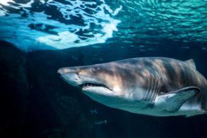 Two Oceans Raggered Tooth Shark