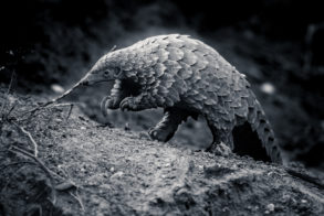Umoya-Khulula-Wildlife-Centre-Pangolin-2