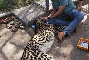 Male-cheetah-eye-ulcer-2