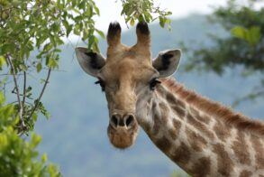 Shayamoya Lodge Giraffe