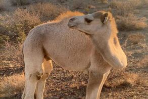 camel-plaas-koppieskraal-3