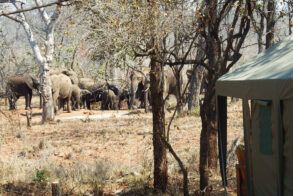 nDzuti Bush Camp Elephants 2