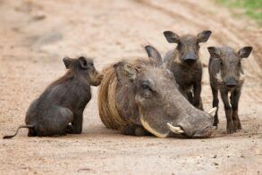 Kilima Private Game Reserve Warthogs