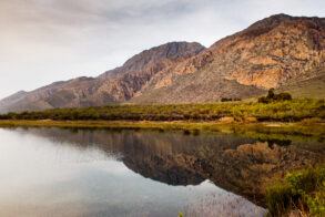 Galenia Estate Montagu (8)