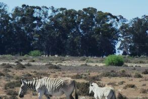 L'Ermitage Quagga Lodge 2