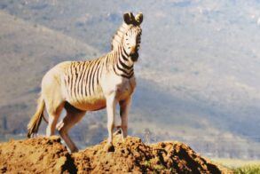 L'Ermitage Quagga Lodge