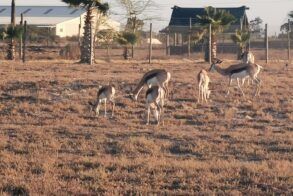L'Ermitage Quagga Lodge 4