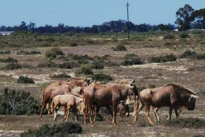 L'Ermitage Quagga Lodge 5