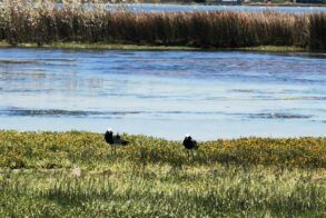 L'Ermitage Quagga Lodge 6